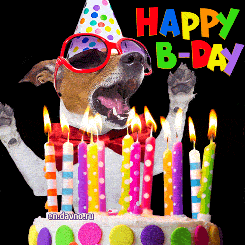 Best Birthday Gif With Funny Dog And Cake Download On Funimada Com
