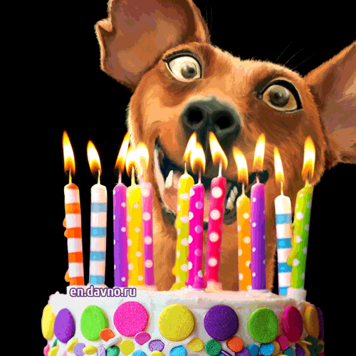 Happy Birthday Gif Lustig Hund The Cake Boutique