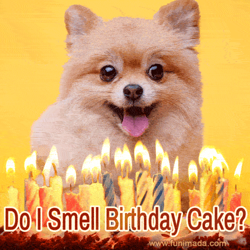 Funny Birthday GIFs on GIPHY - Be Animated